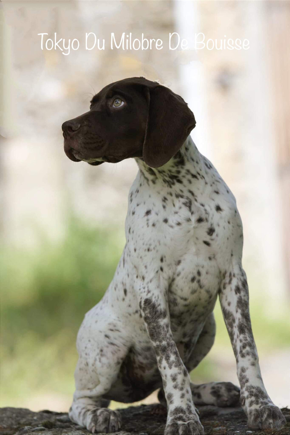 Chiot Braque français, type Pyrenees (petite taille) du Milobre de Bouisse