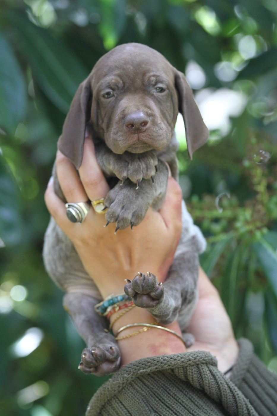 du Milobre de Bouisse - Chiots disponibles - Braque français, type Pyrenees (petite taille)