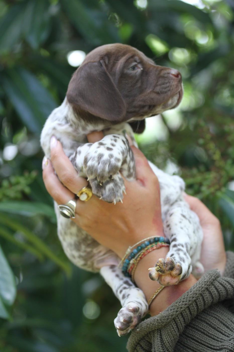 du Milobre de Bouisse - Chiots disponibles - Braque français, type Pyrenees (petite taille)