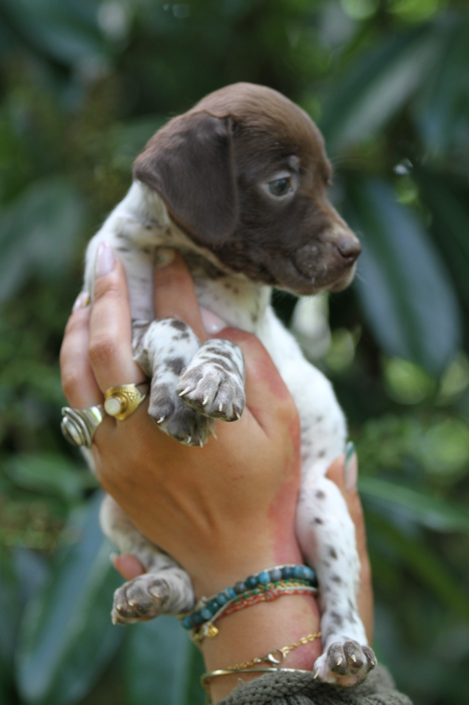 du Milobre de Bouisse - Chiots disponibles - Braque français, type Pyrenees (petite taille)