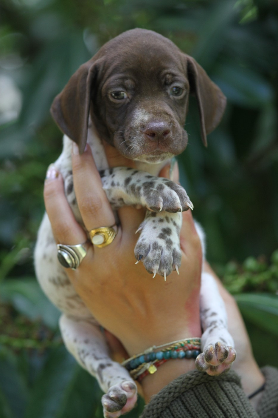 du Milobre de Bouisse - Chiots disponibles - Braque français, type Pyrenees (petite taille)