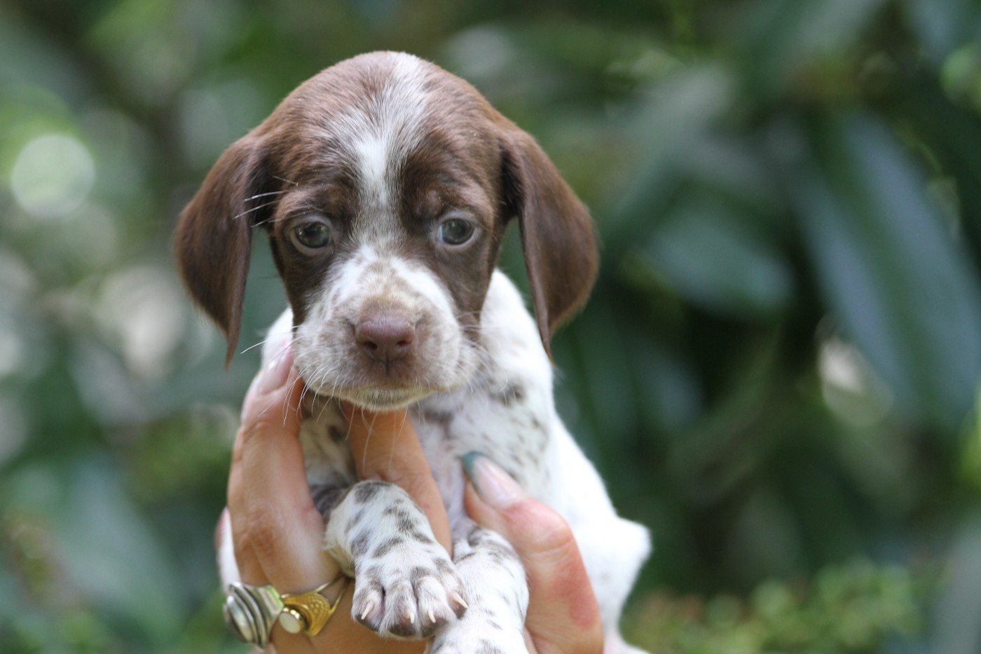 du Milobre de Bouisse - Chiots disponibles - Braque français, type Pyrenees (petite taille)
