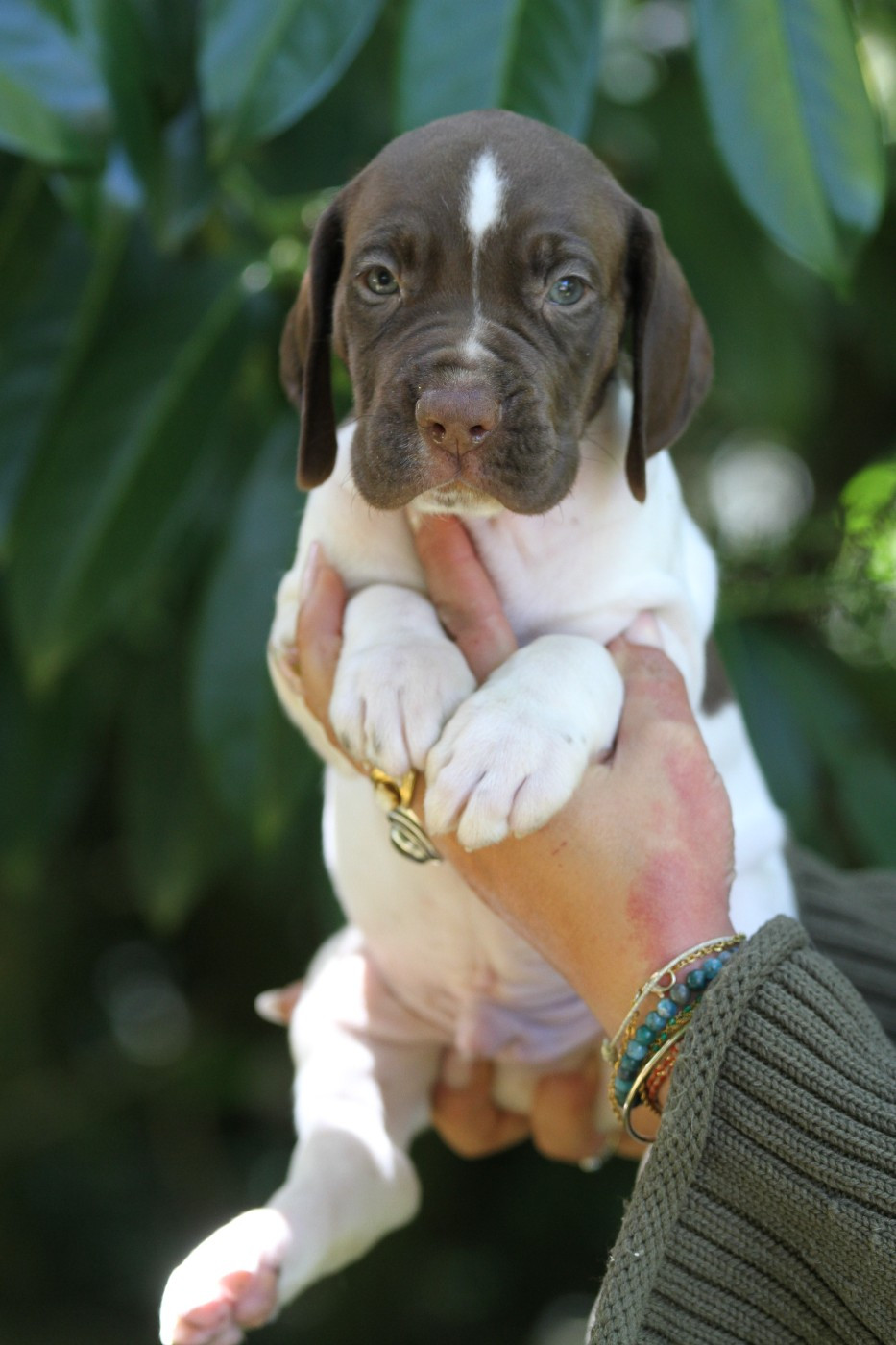 du Milobre de Bouisse - Chiots disponibles - Braque français, type Gascogne (grande taille)