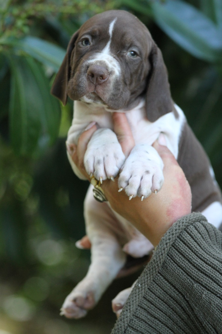 du Milobre de Bouisse - Chiots disponibles - Braque français, type Gascogne (grande taille)