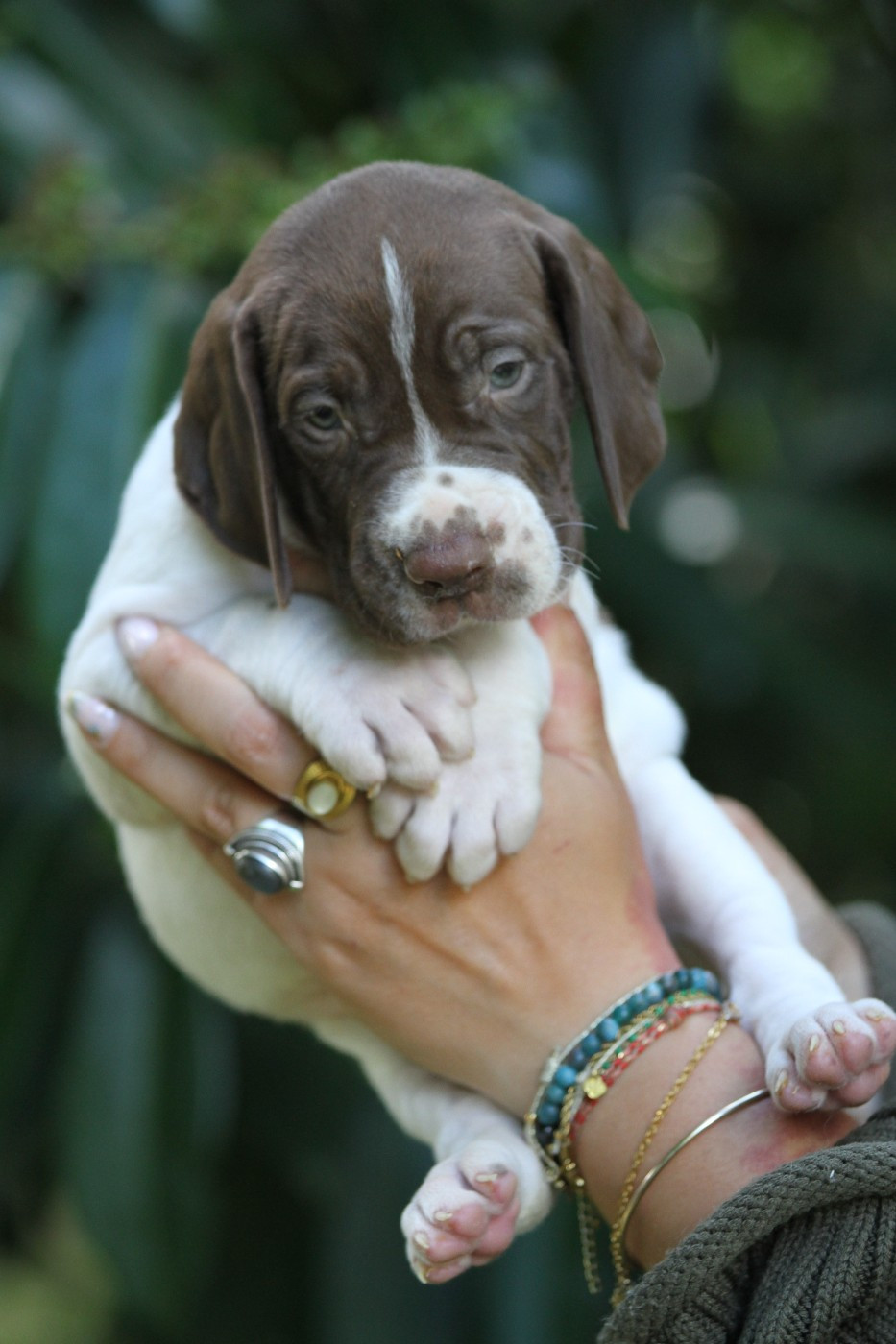 du Milobre de Bouisse - Chiots disponibles - Braque français, type Gascogne (grande taille)