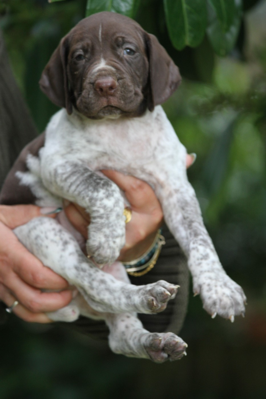 du Milobre de Bouisse - Chiots disponibles - Braque français, type Gascogne (grande taille)