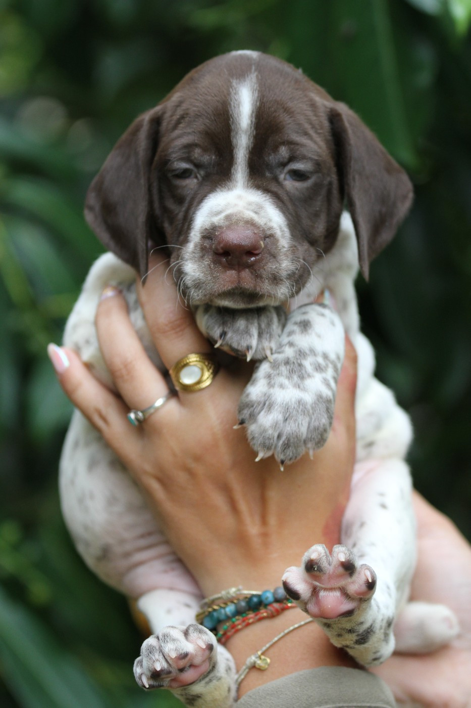 du Milobre de Bouisse - Chiots disponibles - Braque français, type Pyrenees (petite taille)