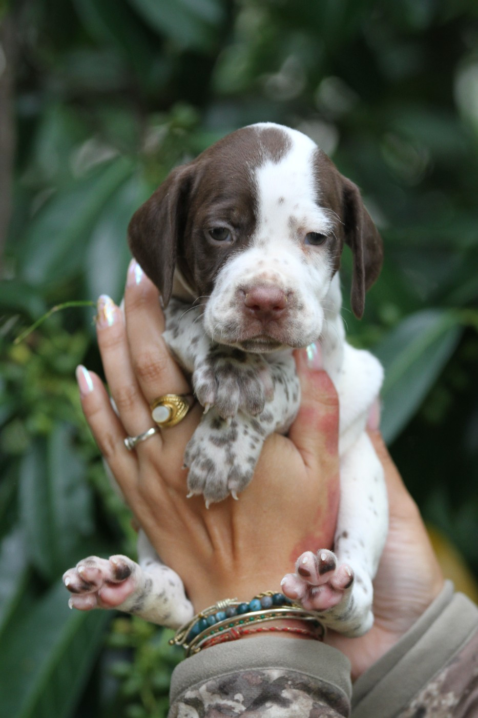 du Milobre de Bouisse - Chiots disponibles - Braque français, type Pyrenees (petite taille)