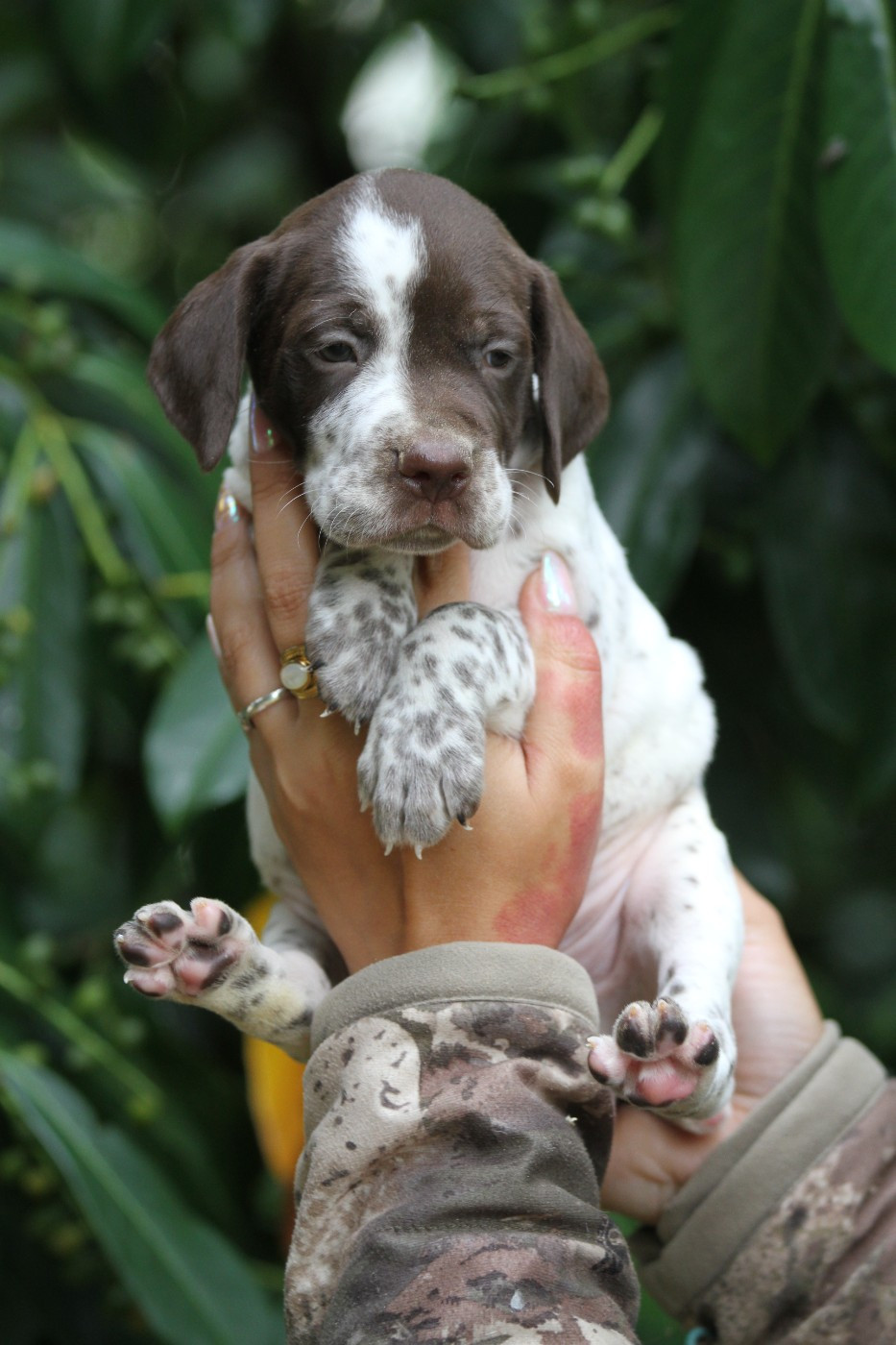 du Milobre de Bouisse - Chiots disponibles - Braque français, type Pyrenees (petite taille)