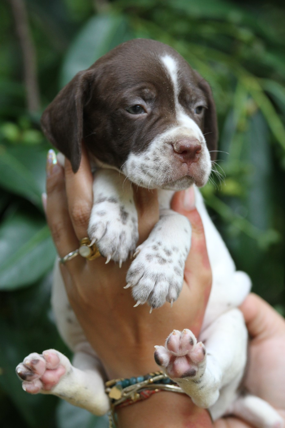 du Milobre de Bouisse - Chiots disponibles - Braque français, type Pyrenees (petite taille)