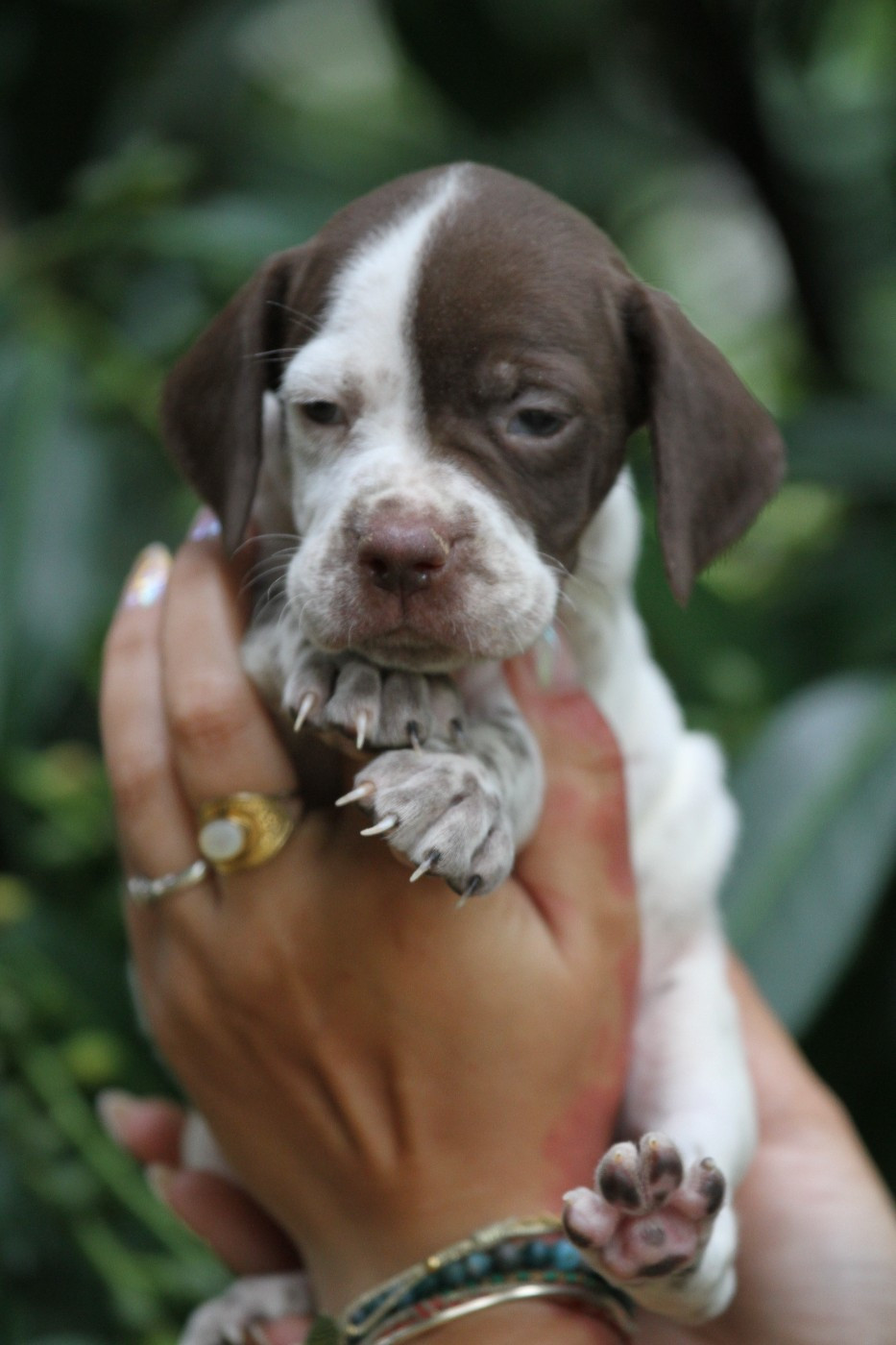 du Milobre de Bouisse - Chiots disponibles - Braque français, type Pyrenees (petite taille)