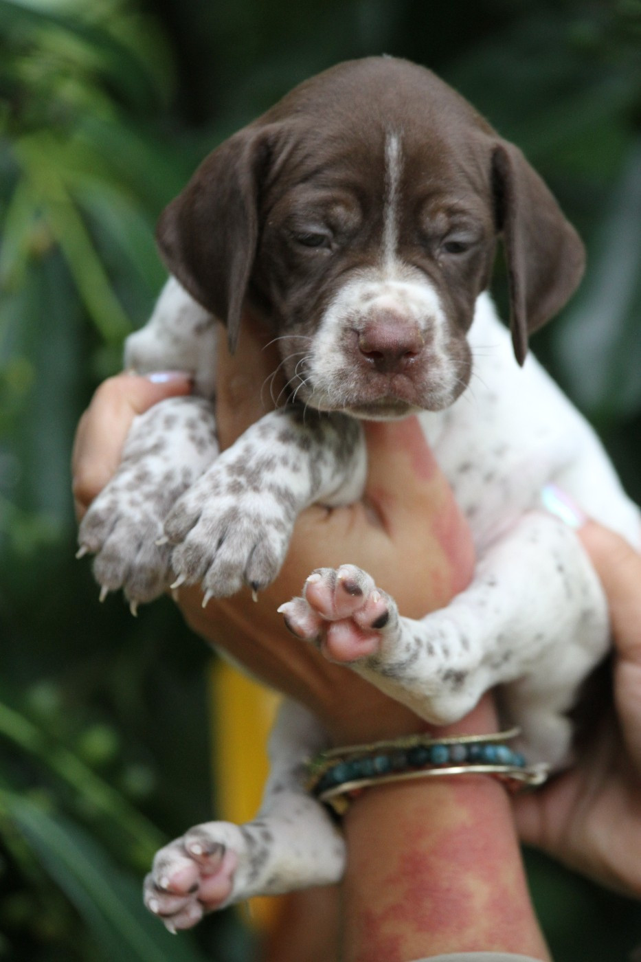 du Milobre de Bouisse - Chiots disponibles - Braque français, type Pyrenees (petite taille)