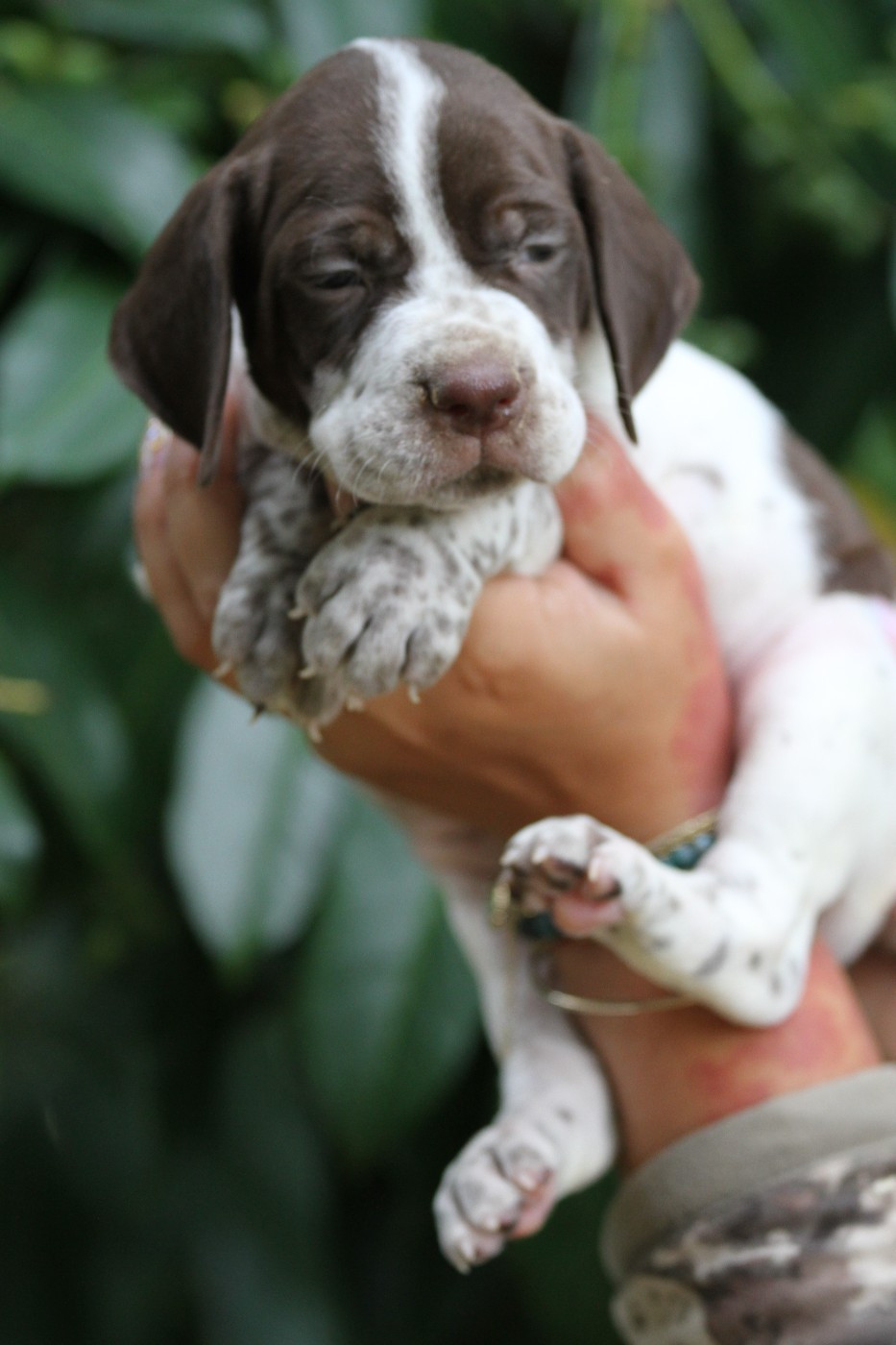 du Milobre de Bouisse - Chiots disponibles - Braque français, type Pyrenees (petite taille)
