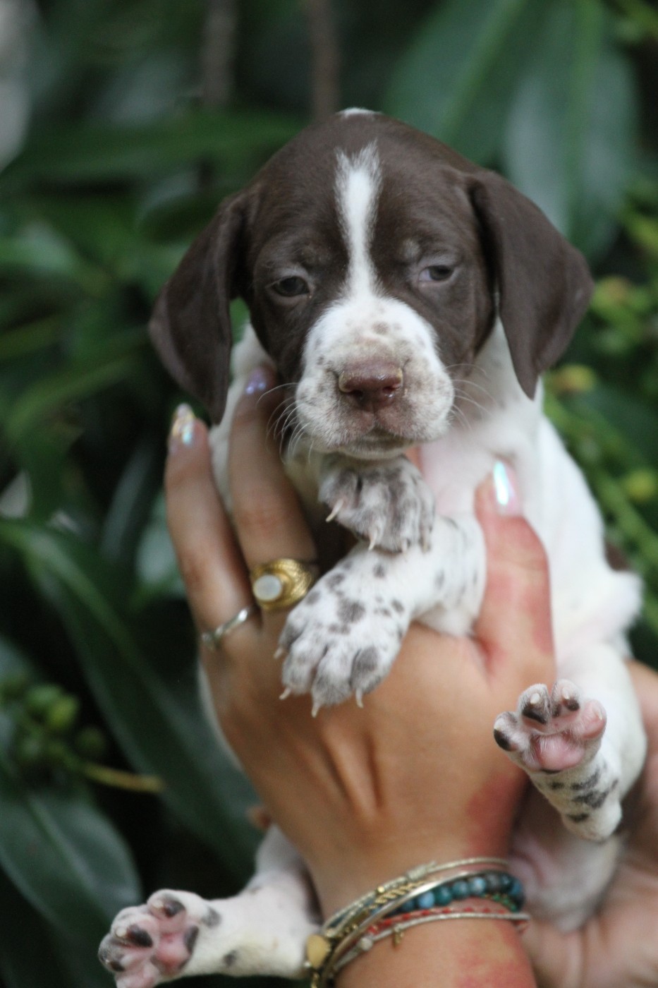 du Milobre de Bouisse - Chiots disponibles - Braque français, type Pyrenees (petite taille)