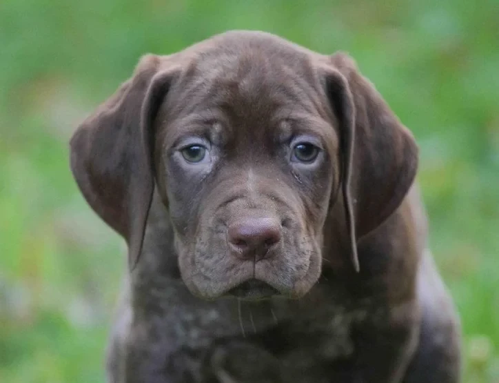 du Milobre de Bouisse - Chiots disponibles - Braque français, type Pyrenees (petite taille)