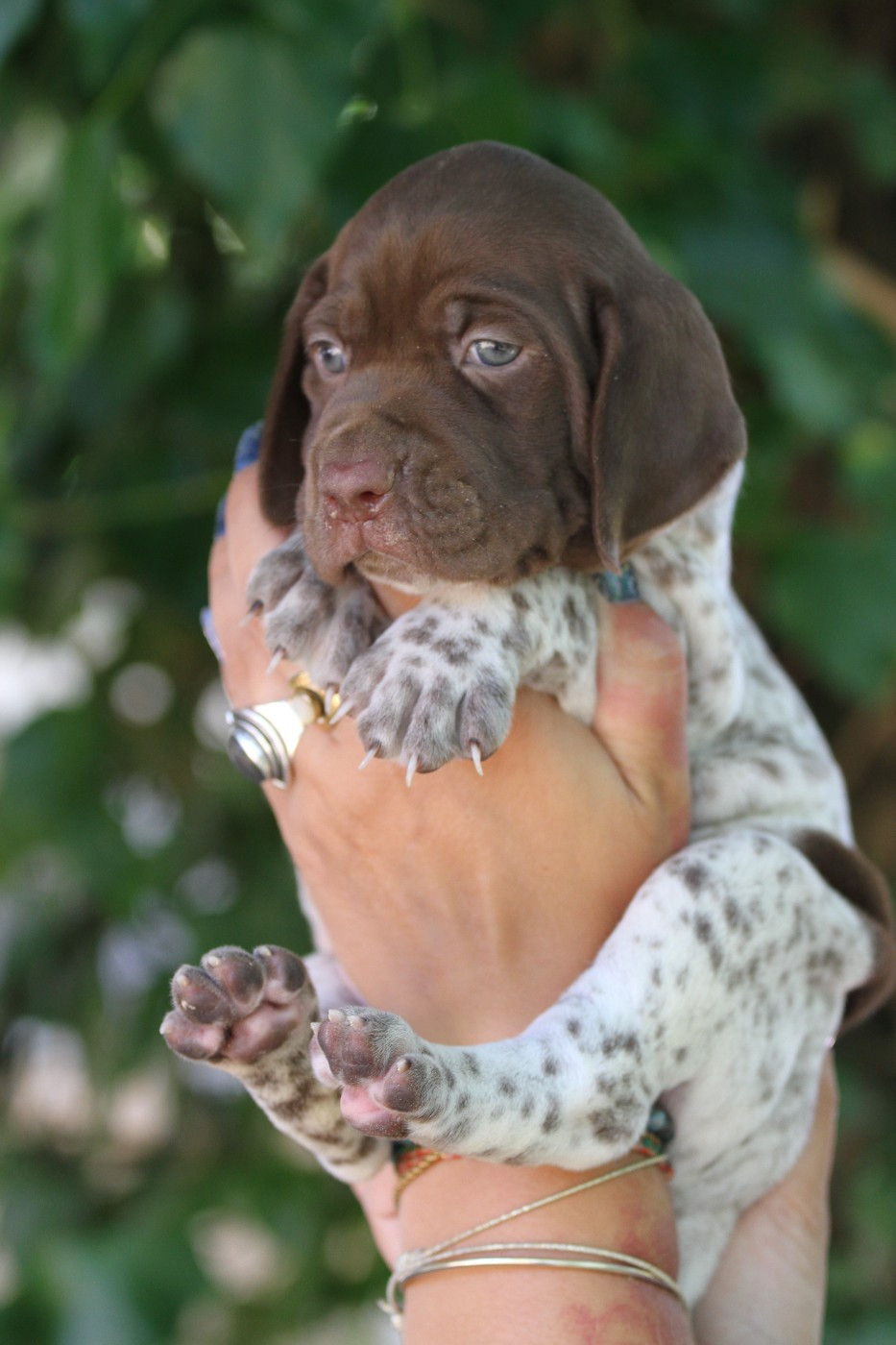 du Milobre de Bouisse - Chiots disponibles - Braque français, type Pyrenees (petite taille)