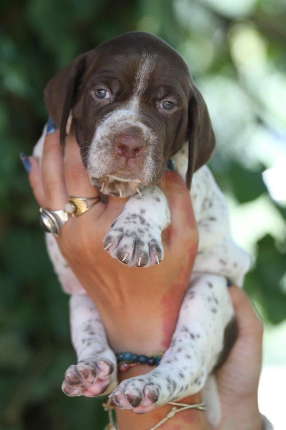 du Milobre de Bouisse - Chiots disponibles - Braque français, type Pyrenees (petite taille)