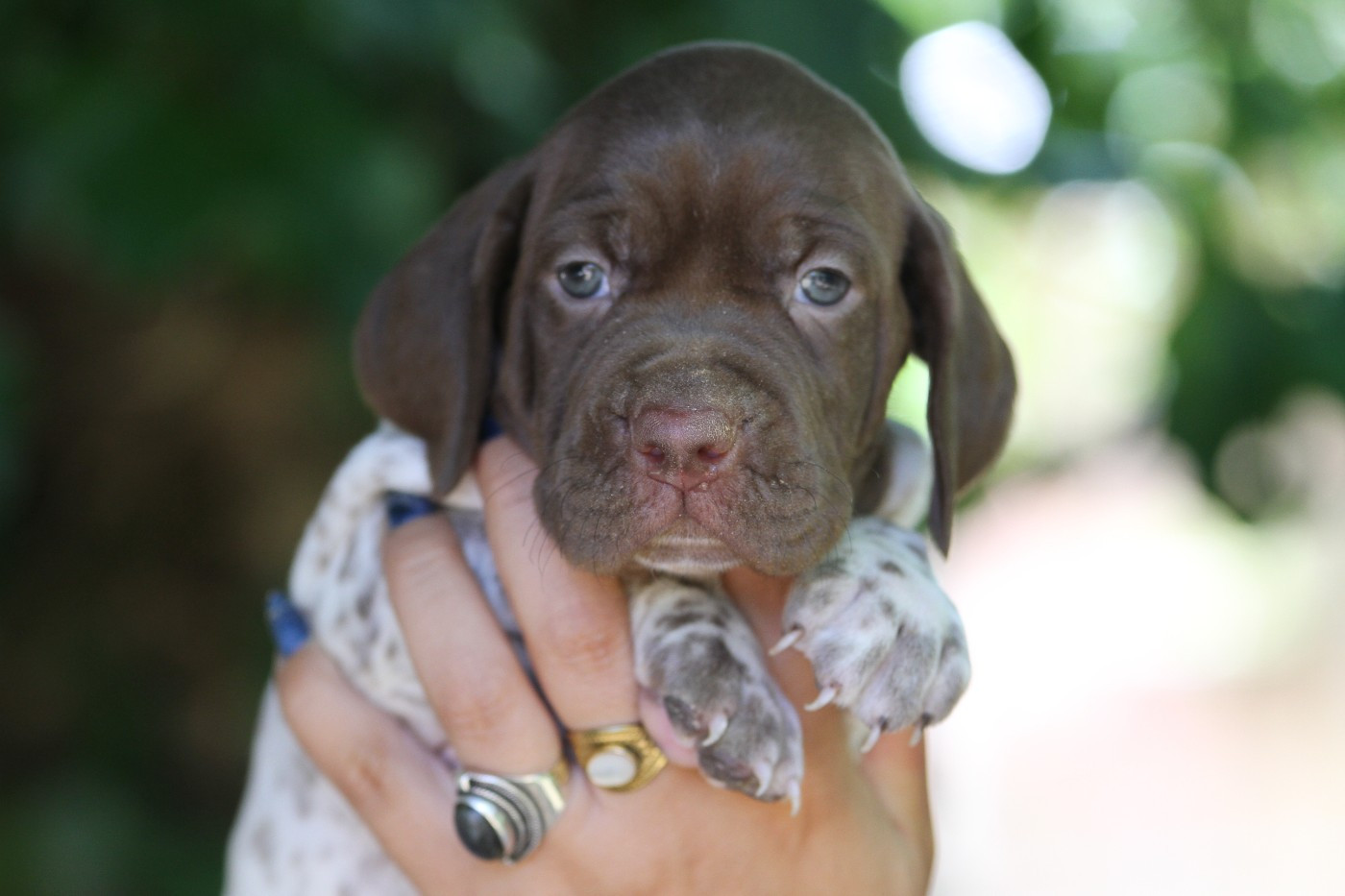 du Milobre de Bouisse - Chiots disponibles - Braque français, type Pyrenees (petite taille)