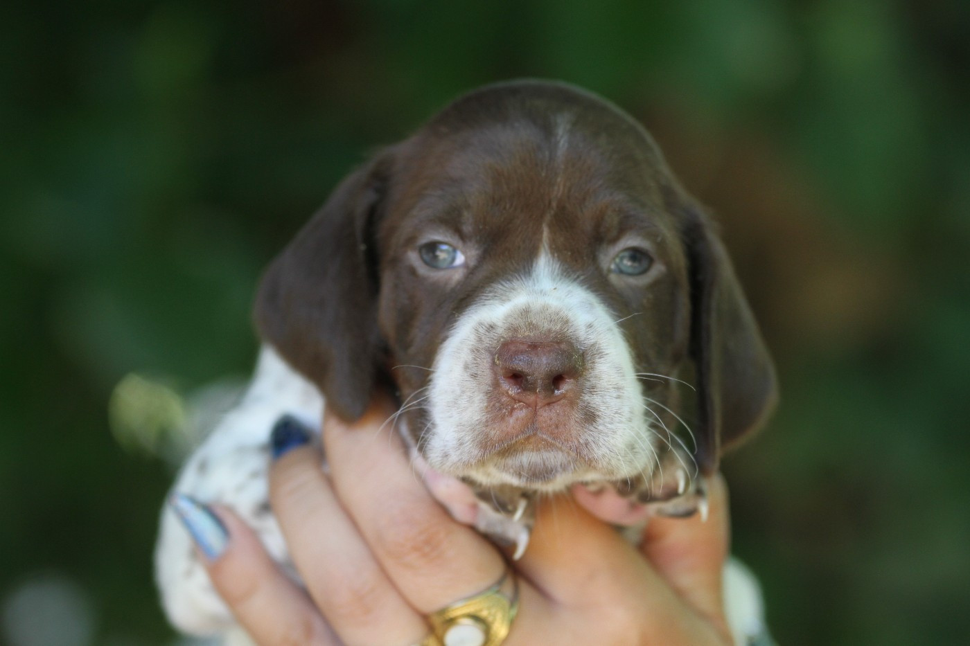du Milobre de Bouisse - Chiots disponibles - Braque français, type Pyrenees (petite taille)