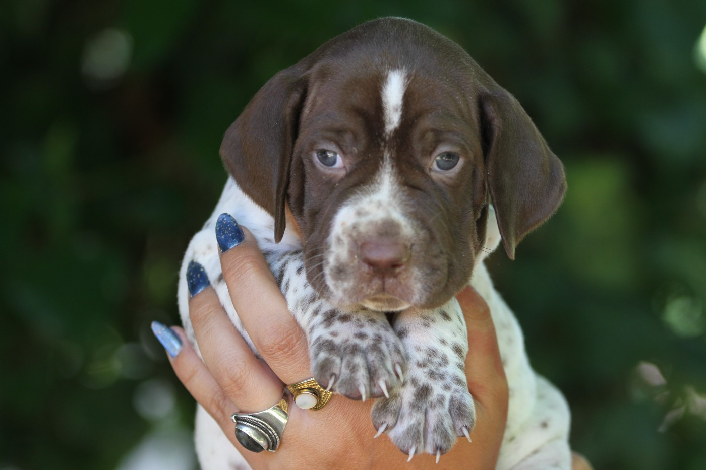du Milobre de Bouisse - Chiots disponibles - Braque français, type Pyrenees (petite taille)