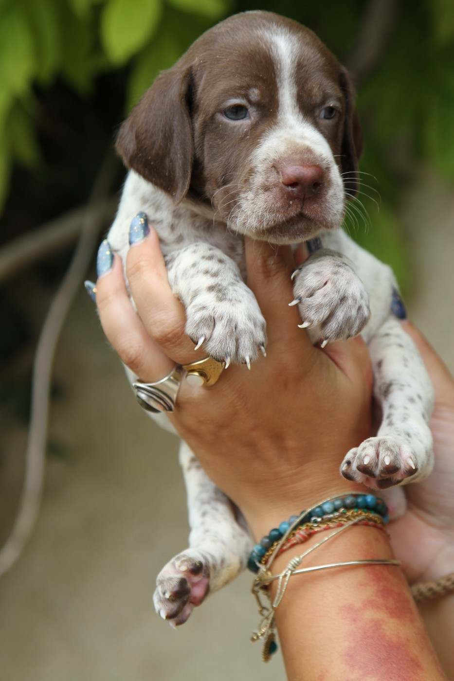 du Milobre de Bouisse - Chiots disponibles - Braque français, type Pyrenees (petite taille)