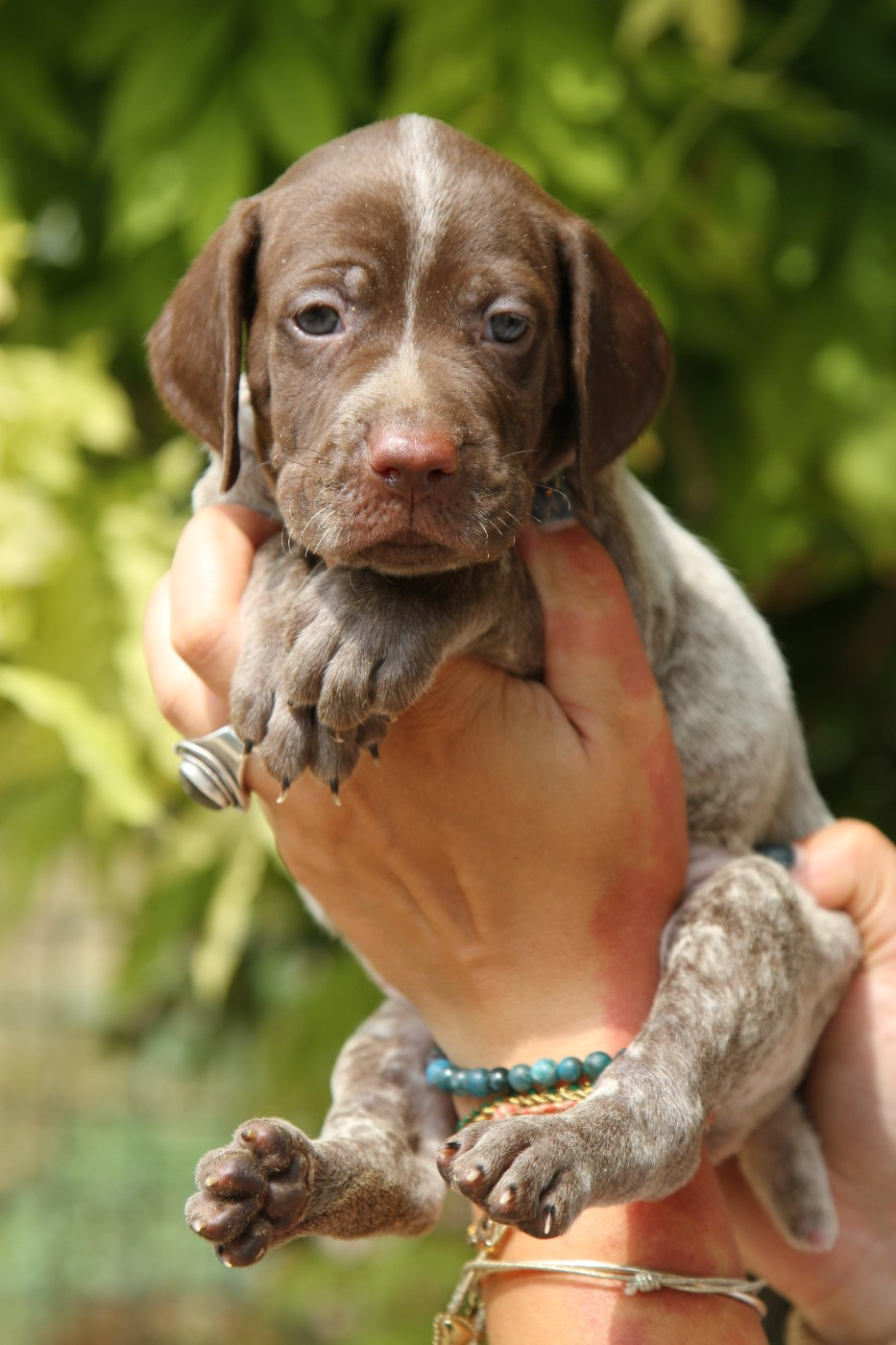 du Milobre de Bouisse - Chiots disponibles - Braque français, type Pyrenees (petite taille)