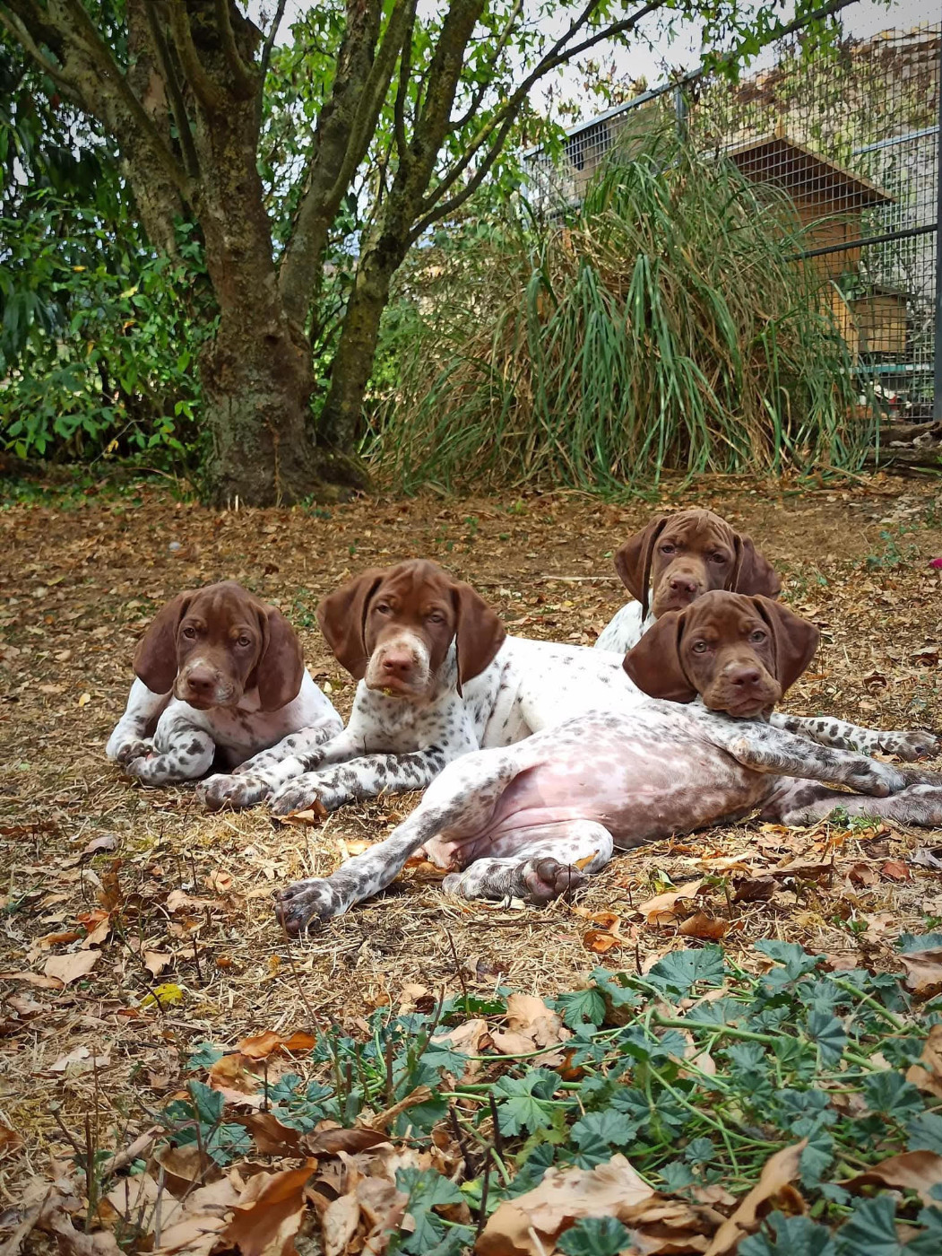 du Milobre de Bouisse - Chiots disponibles - Braque français, type Pyrenees (petite taille)
