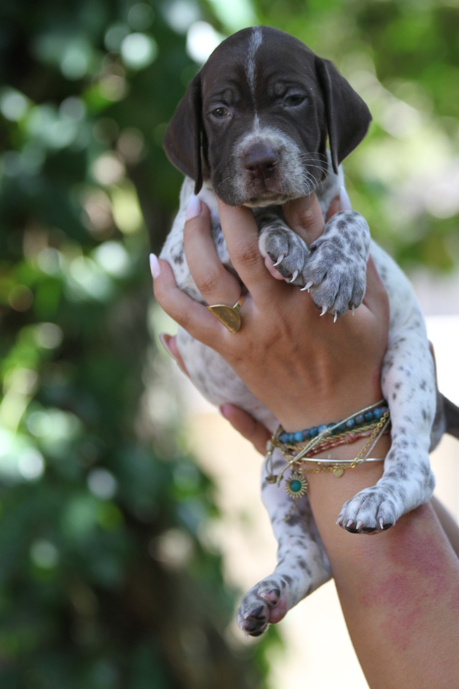 du Milobre de Bouisse - Chiots disponibles - Braque français, type Pyrenees (petite taille)