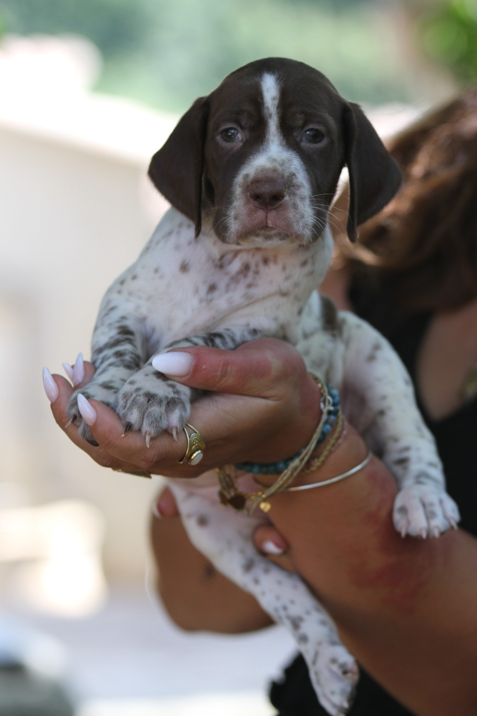 du Milobre de Bouisse - Chiots disponibles - Braque français, type Pyrenees (petite taille)