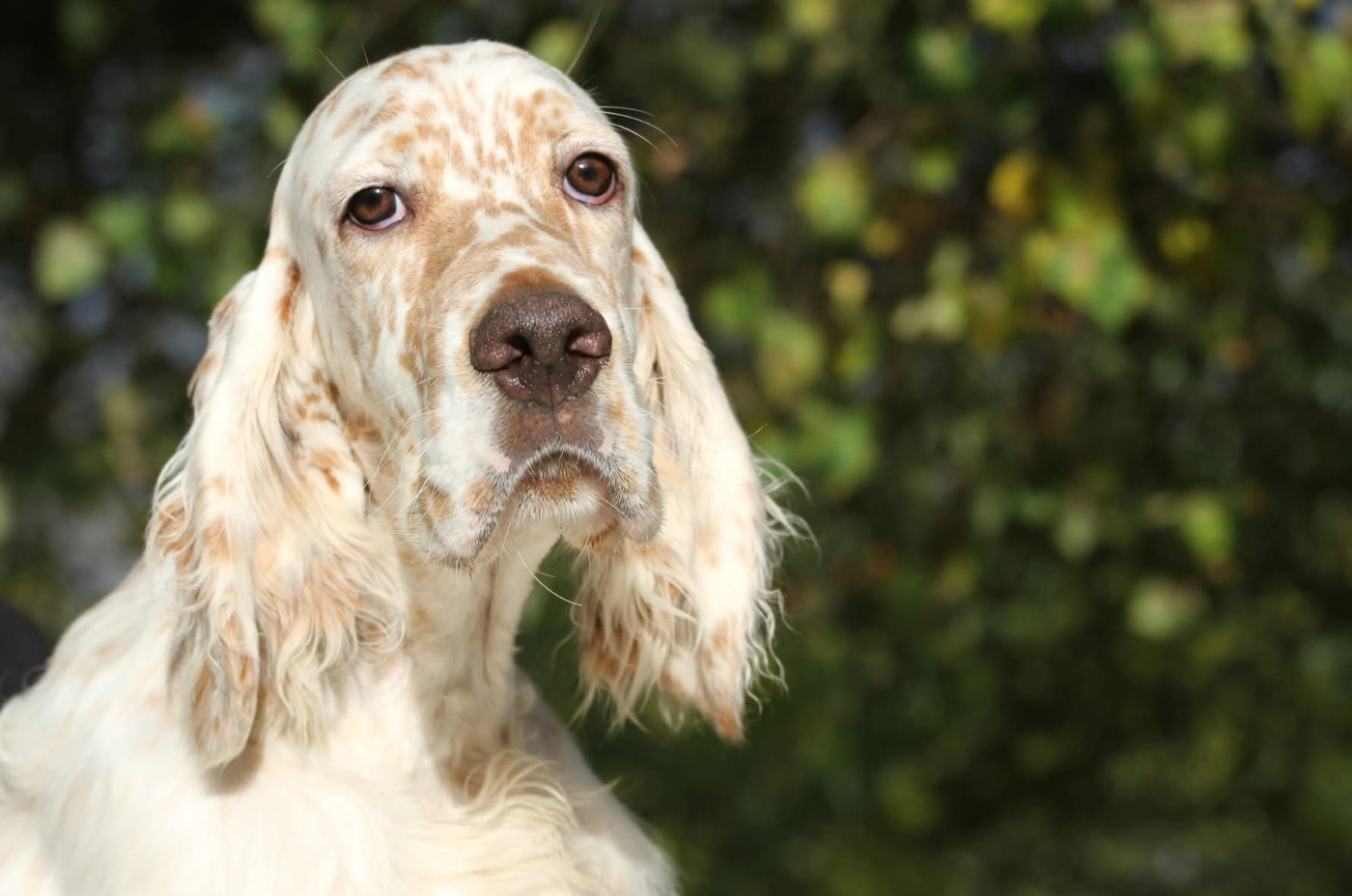 Chiot Setter Anglais du Milobre de Bouisse