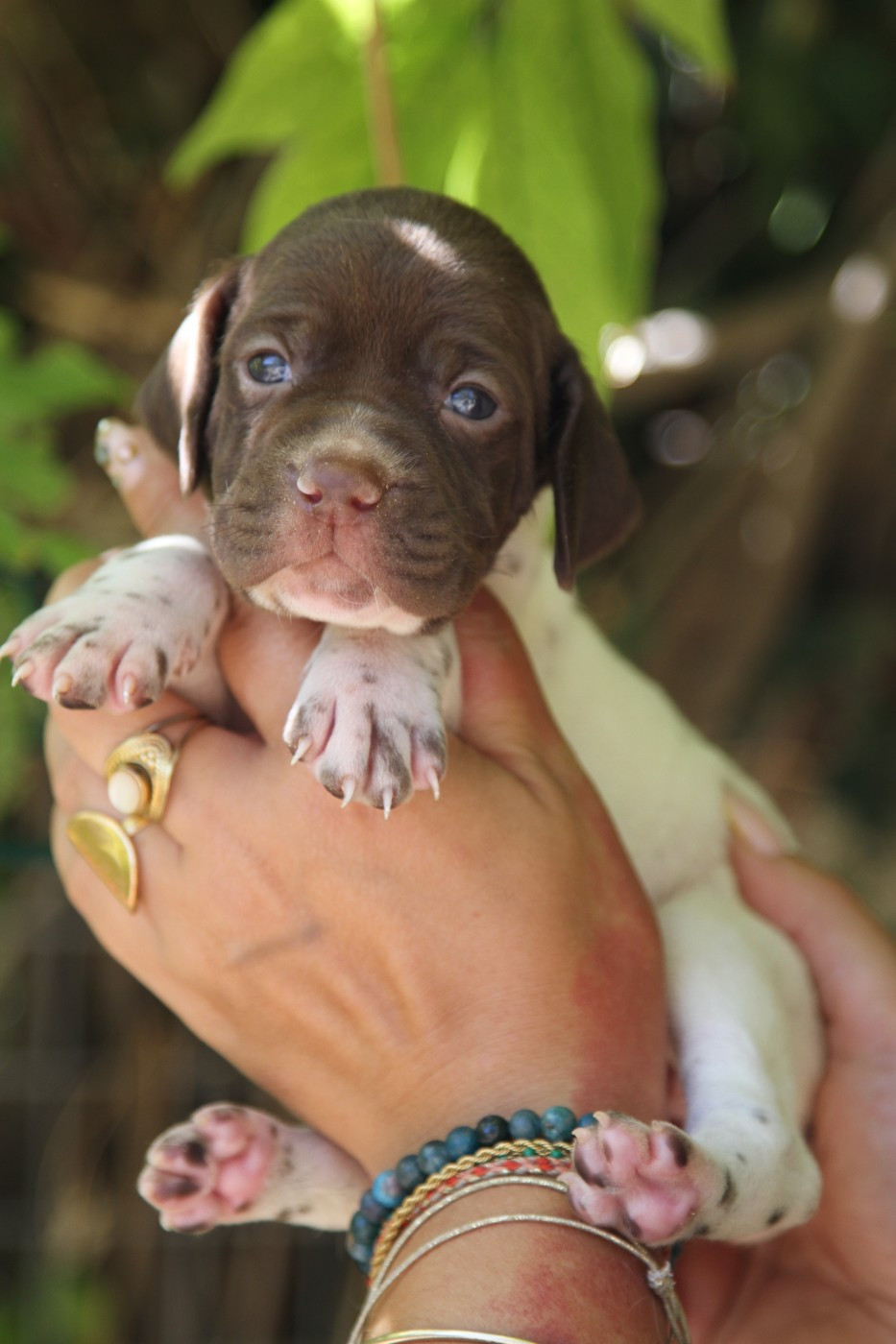 du Milobre de Bouisse - Chiots disponibles - Braque français, type Pyrenees (petite taille)