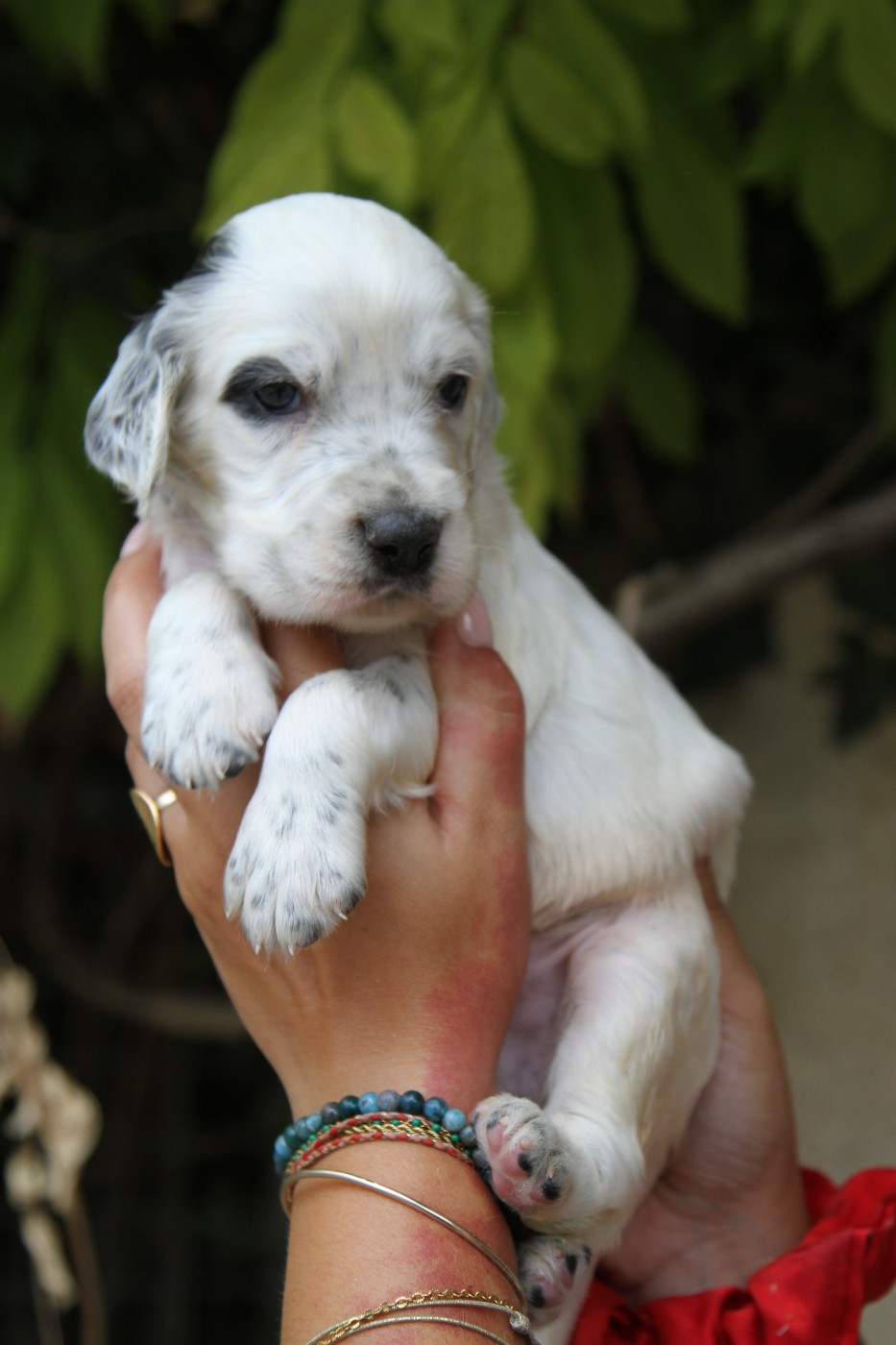 du Milobre de Bouisse - Chiots disponibles - Setter Anglais