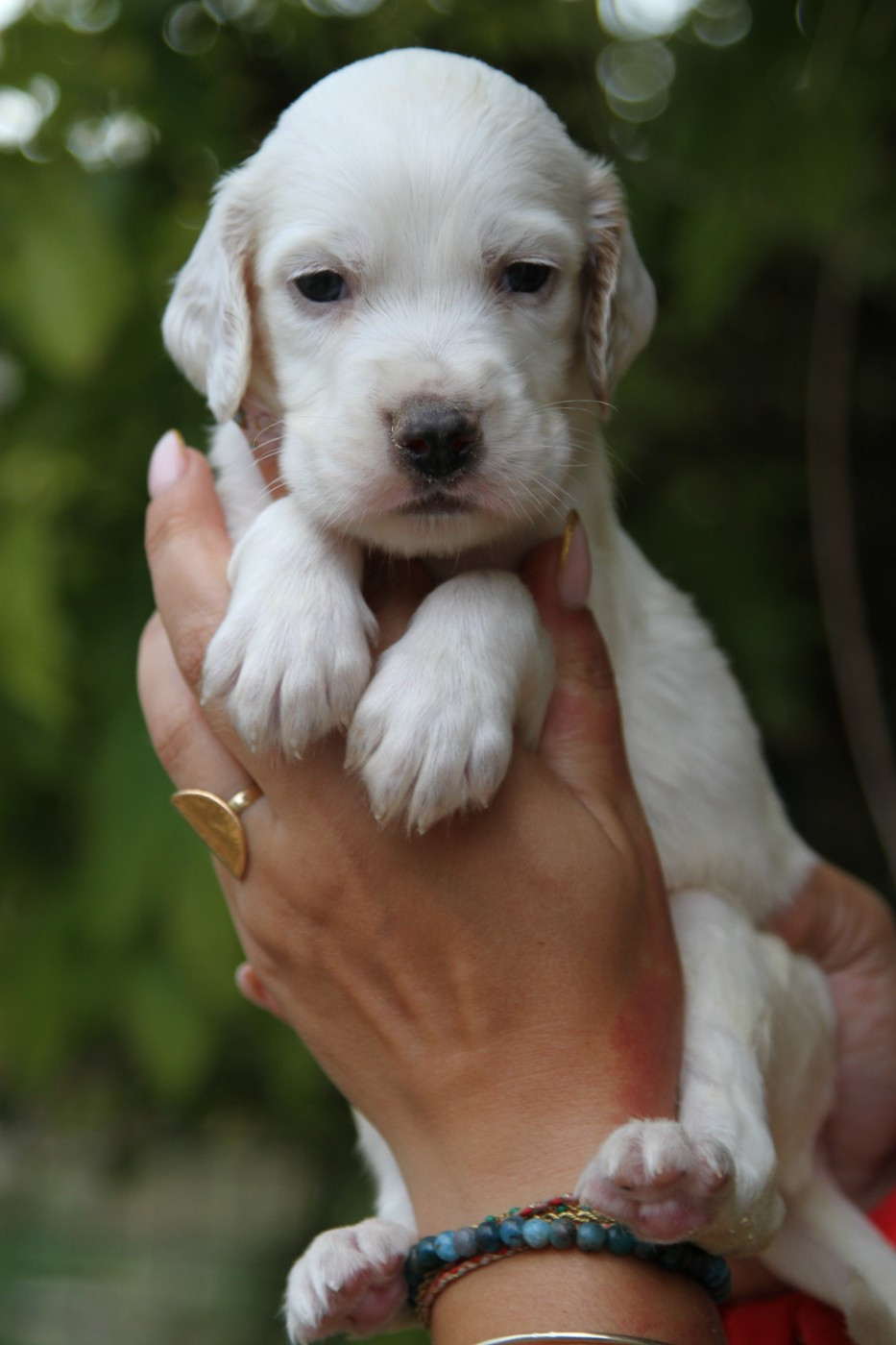 du Milobre de Bouisse - Chiots disponibles - Setter Anglais
