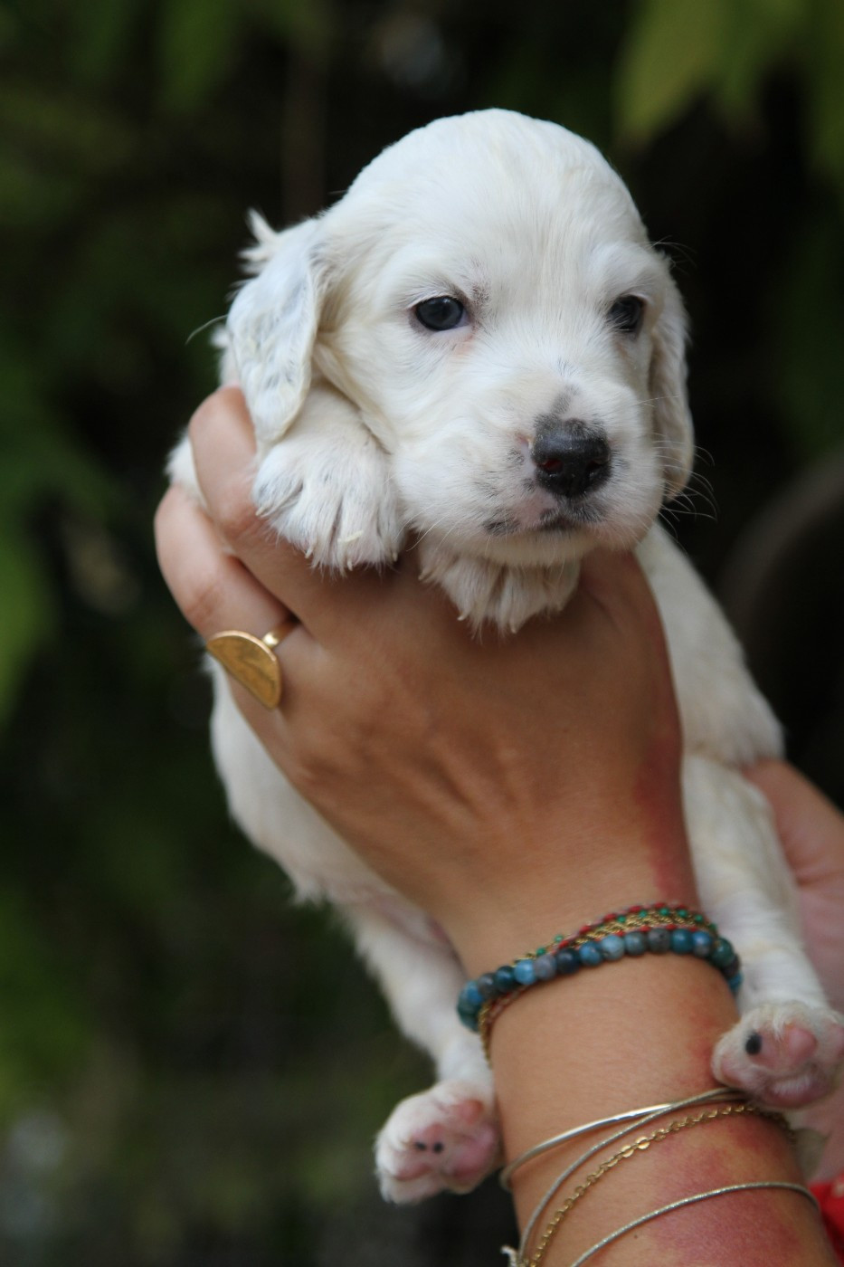 du Milobre de Bouisse - Chiots disponibles - Setter Anglais