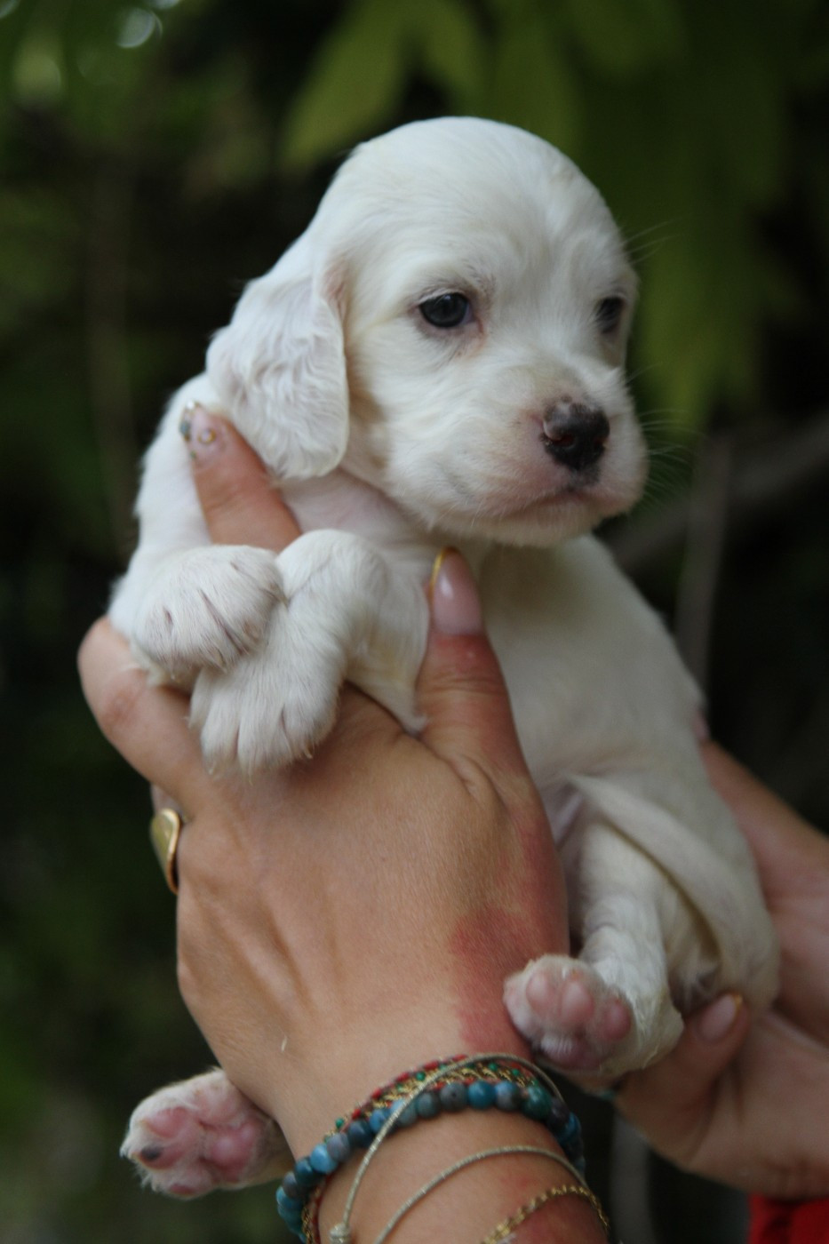 du Milobre de Bouisse - Chiots disponibles - Setter Anglais