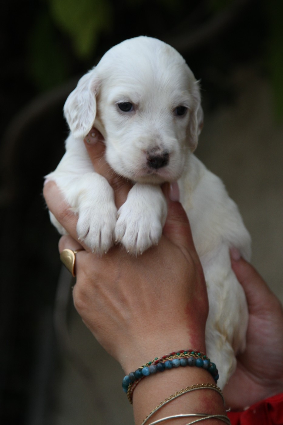 du Milobre de Bouisse - Chiots disponibles - Setter Anglais