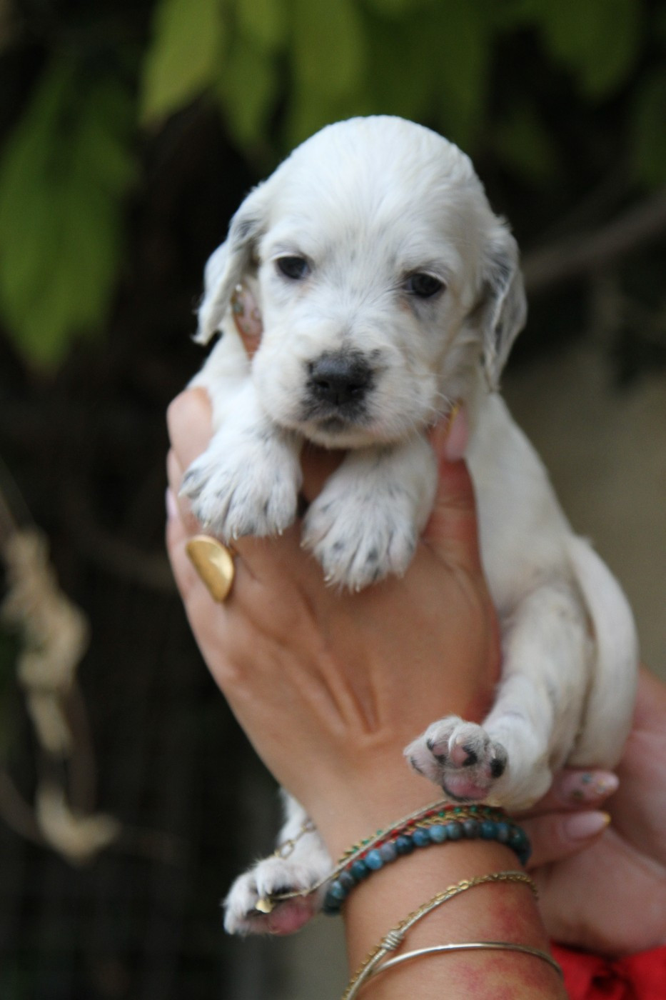 du Milobre de Bouisse - Chiots disponibles - Setter Anglais