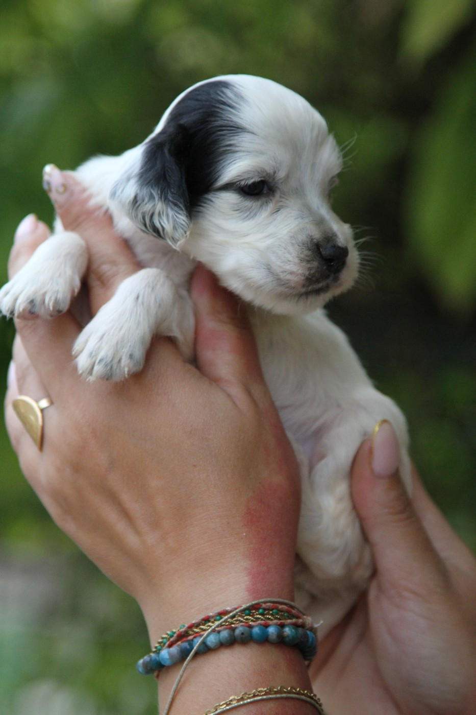 du Milobre de Bouisse - Chiots disponibles - Setter Anglais