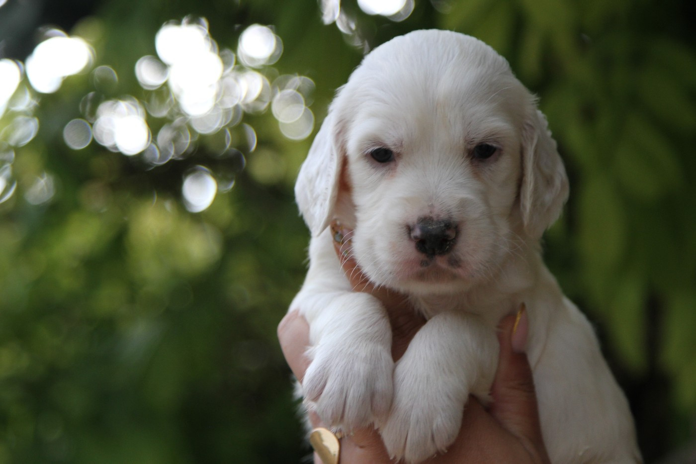 du Milobre de Bouisse - Chiots disponibles - Setter Anglais