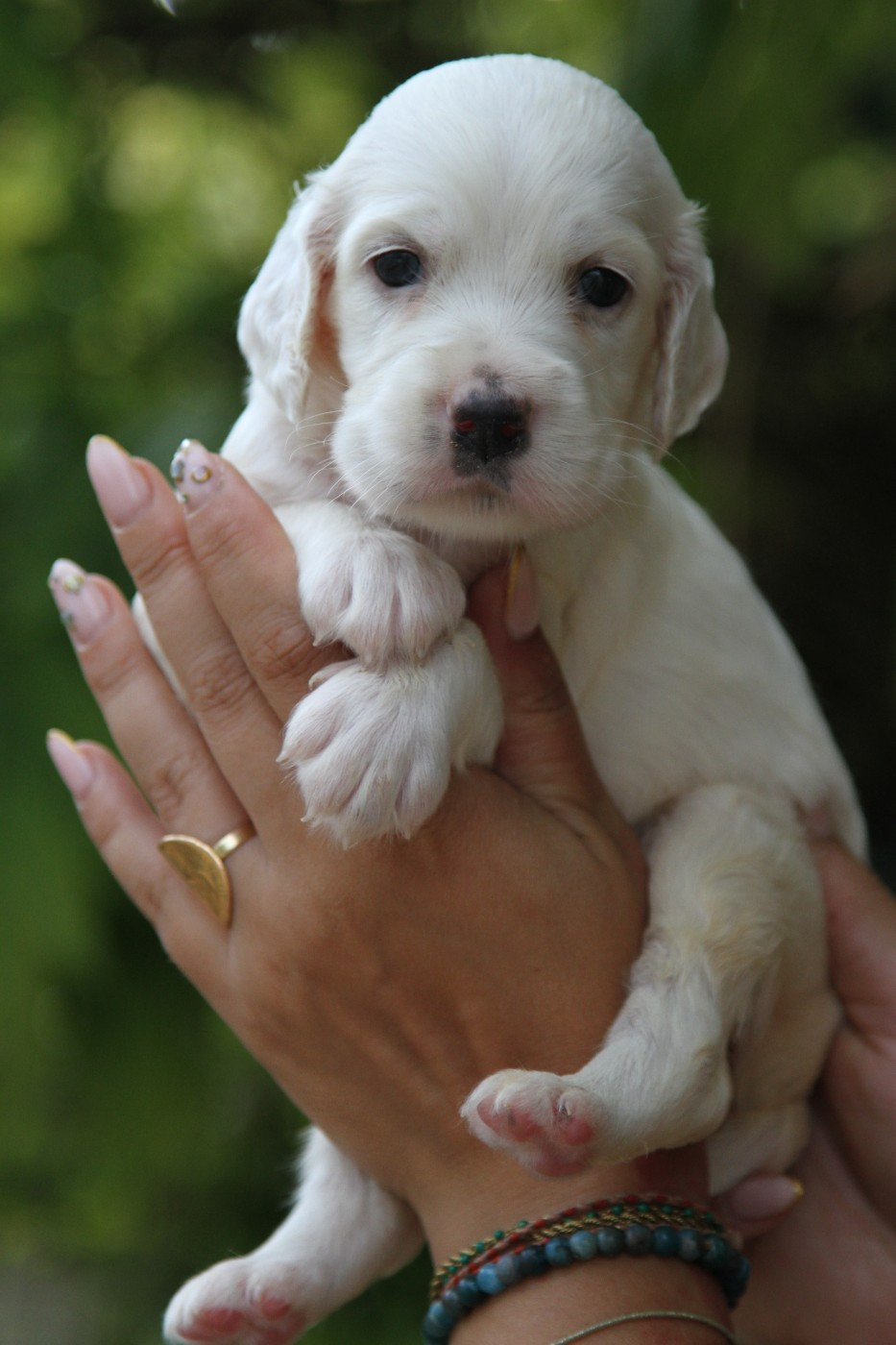 du Milobre de Bouisse - Chiots disponibles - Setter Anglais