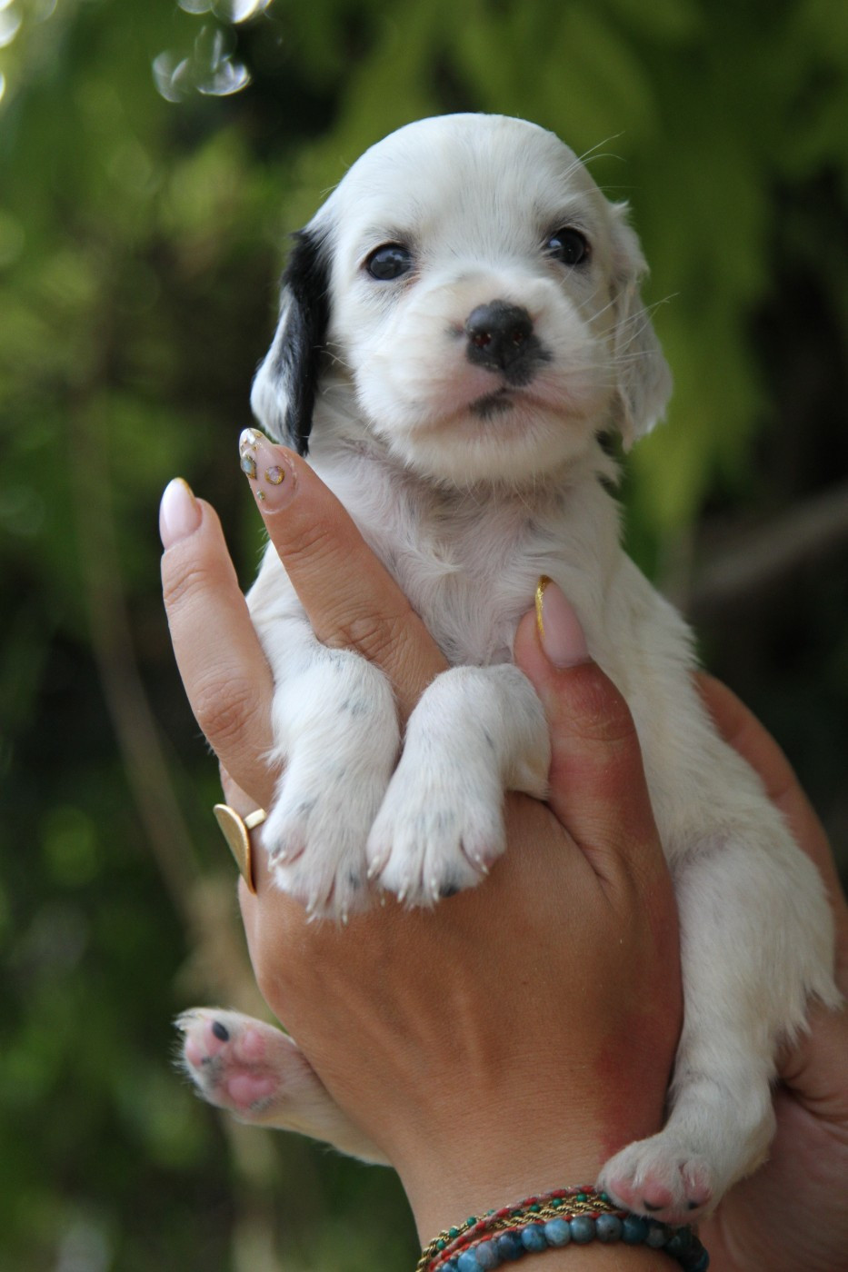 du Milobre de Bouisse - Chiots disponibles - Setter Anglais