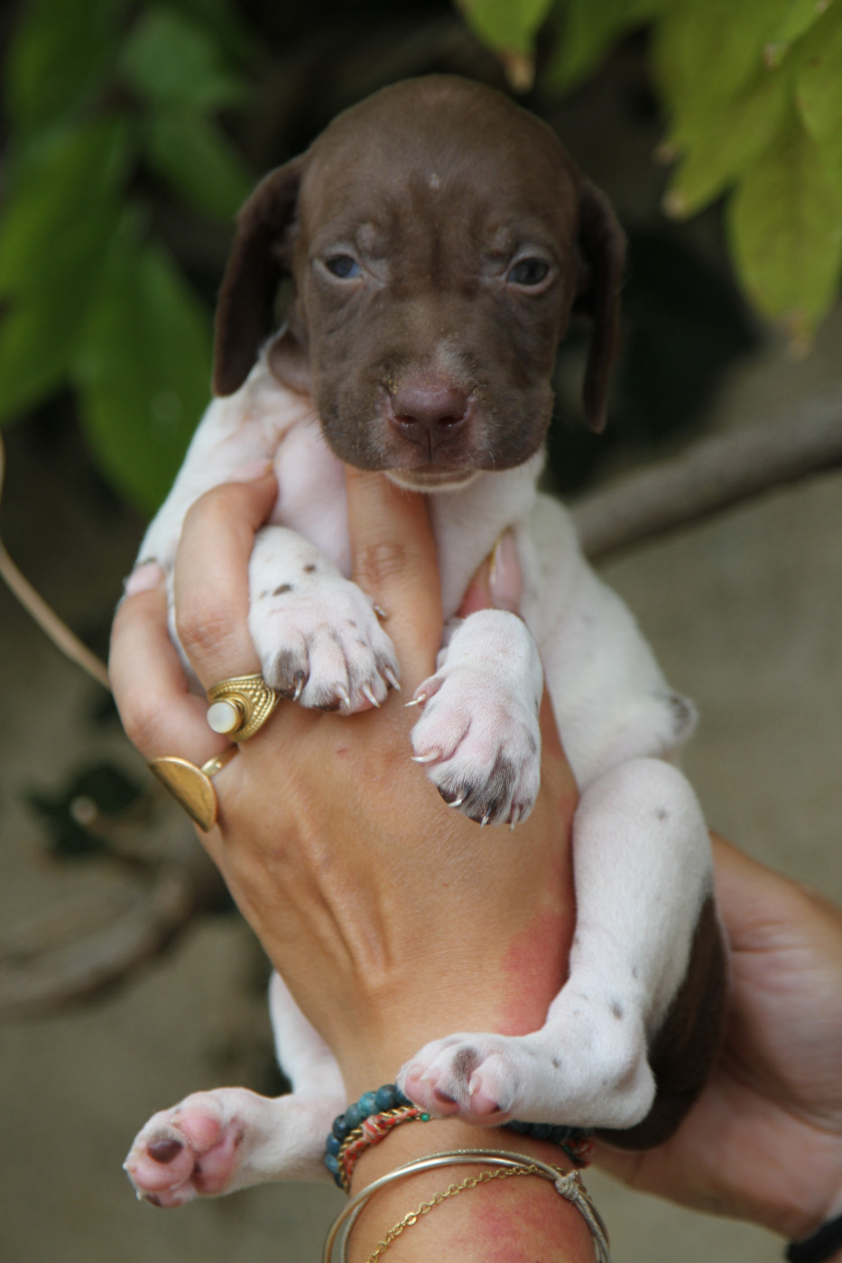 du Milobre de Bouisse - Chiots disponibles - Braque français, type Gascogne (grande taille)