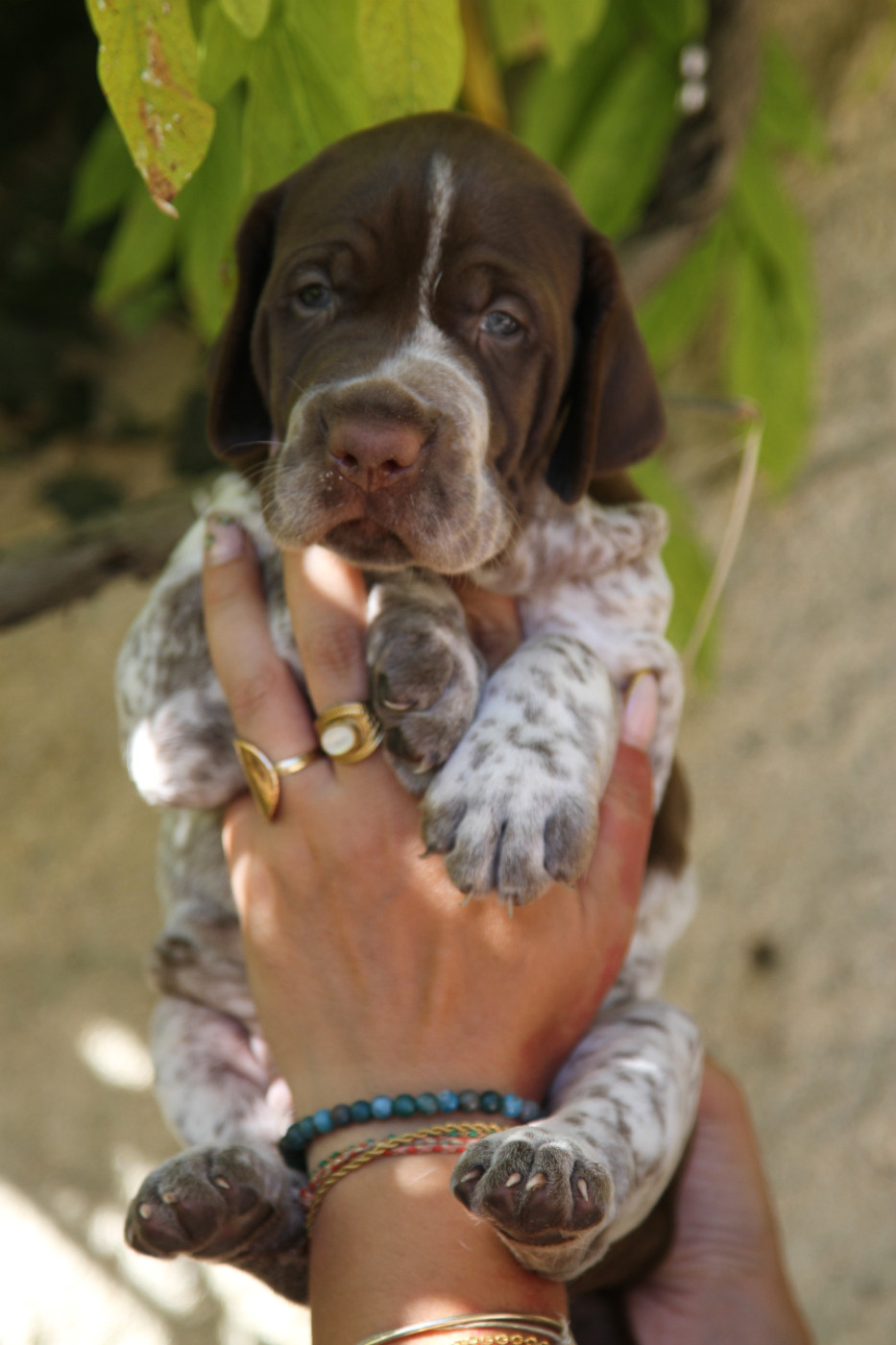 du Milobre de Bouisse - Chiots disponibles - Braque français, type Gascogne (grande taille)