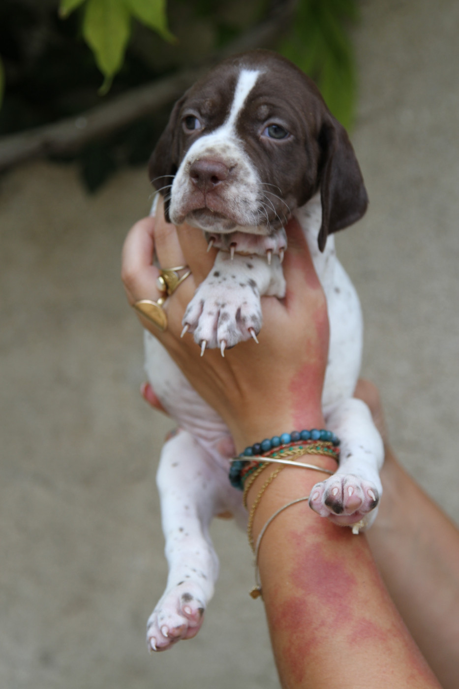 du Milobre de Bouisse - Chiots disponibles - Braque français, type Pyrenees (petite taille)