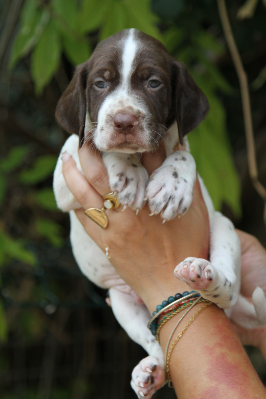 du Milobre de Bouisse - Chiots disponibles - Braque français, type Pyrenees (petite taille)