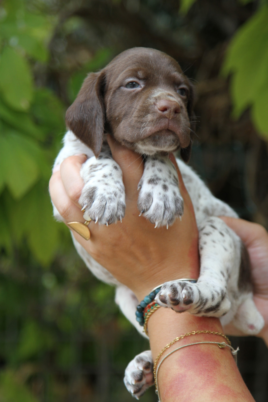 du Milobre de Bouisse - Chiots disponibles - Braque français, type Pyrenees (petite taille)
