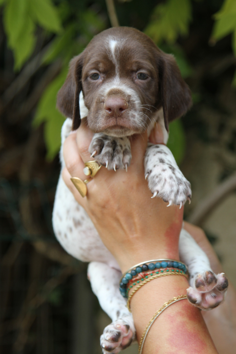 du Milobre de Bouisse - Chiots disponibles - Braque français, type Pyrenees (petite taille)