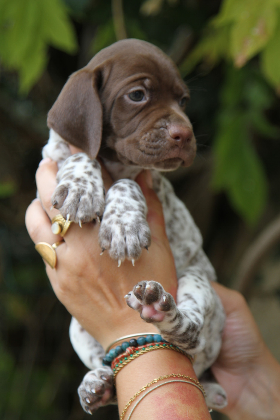 du Milobre de Bouisse - Chiots disponibles - Braque français, type Pyrenees (petite taille)