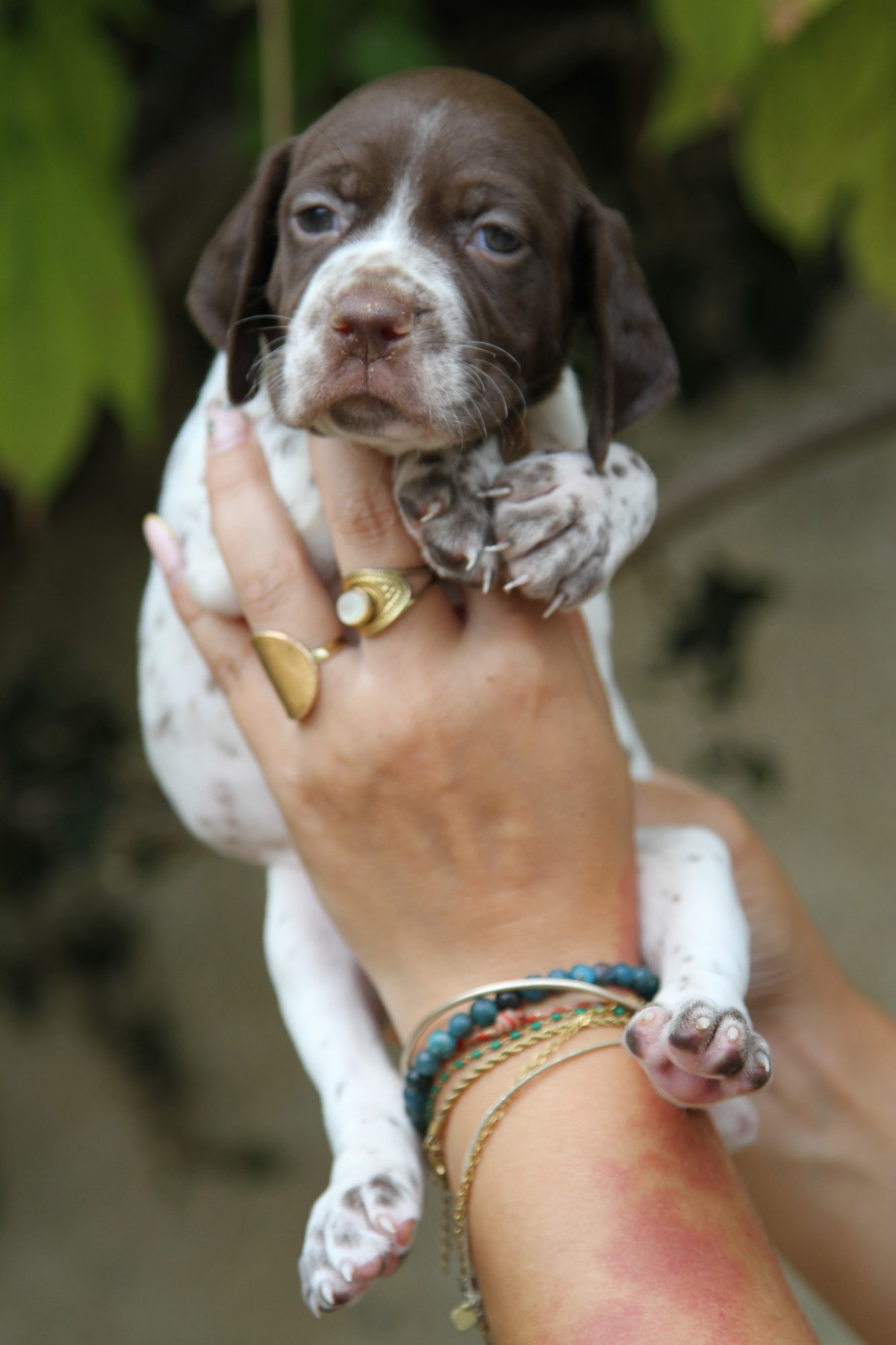 du Milobre de Bouisse - Chiots disponibles - Braque français, type Pyrenees (petite taille)