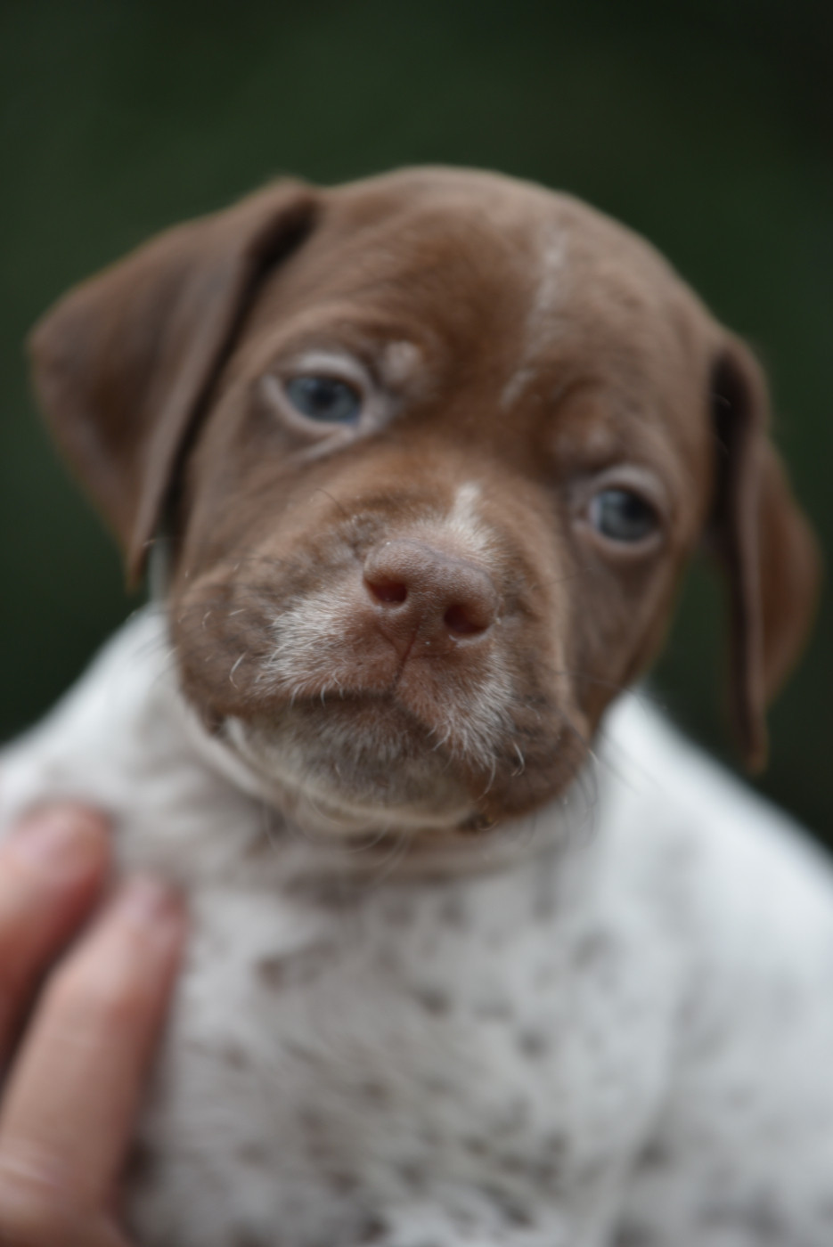 du Milobre de Bouisse - Chiots disponibles - Braque français, type Pyrenees (petite taille)